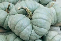 Pumpkin- Triamble 25g