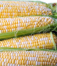 Enchanted – Organic Corn Seed