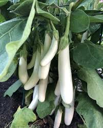 Gretel – Eggplant Seed