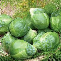 Brussels Sprouts- Long Island Improved