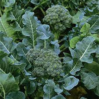 Broccoli- Green Sprouting Calabrese 25g
