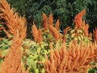 Grain Amaranth