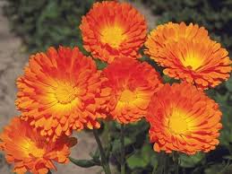 Calendula- Ball's Improved Orange