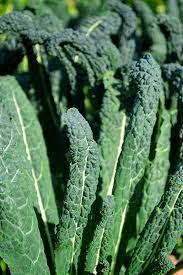 Kale Cavolo Nero Vegetable Seeds