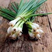 Bunching Onion- Evergreen Bunching