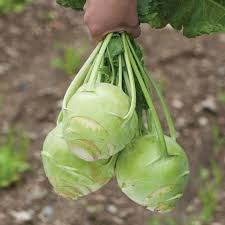 Kossak – Kohlrabi Seed