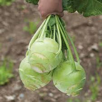 Kossak – Kohlrabi Seed