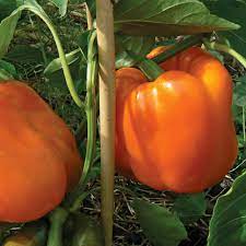 Capsicum Orange Imported Vegetable Seeds
