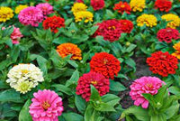 Benary’s Giant Mix – Zinnia Seed
