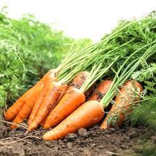 Spring and Autumn heyday Carrot seeds organic vegetable seeds