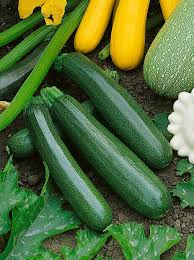 Maveric – Zucchini Squash Seed