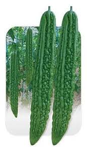Green Dragon bitter Seeds hot vegetable Seeds