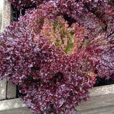 Lettuce Dark Black Rose Vegetable Seeds