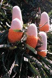 Banksia- Hooker's