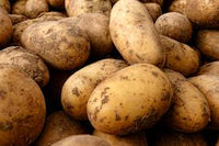 Caribou Russet – Organic Seed Potatoes