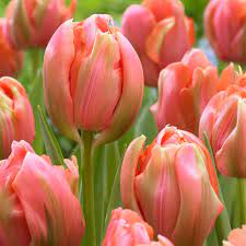 Menton Exotic – Tulip