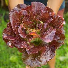 Lettuce Biscia Salad Bowl Vegetable Seeds