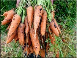 Carrot- Berlicum