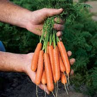 Caravel – Organic Carrot Seed