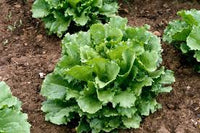 Green Star – Lettuce Seed