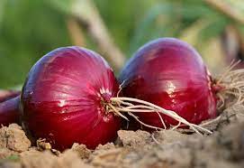 Onion- Red Odourless