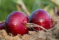 Onion- Red Odourless
