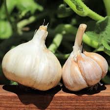 German Red – Garlic Bulbs