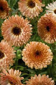 Calendula- Touch of Red Buff