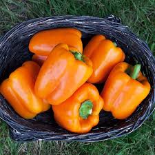Milena – Organic Bell Pepper Seed