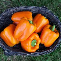 Milena – Organic Bell Pepper Seed
