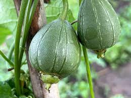 Delicious Organic Perennial Sponge Gourd Seeds