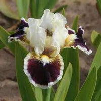 Coconino Dwarf Bearded Iris