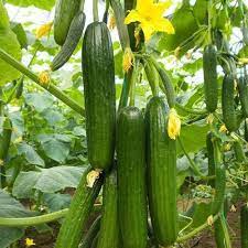 Cucumber Hybrid Sultan Vegetable Seeds