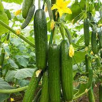 Cucumber Hybrid Sultan Vegetable Seeds