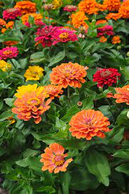 Sunbow Mix – Zinnia Seed