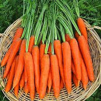 Carrot Nantes Organic Vegetable Seeds