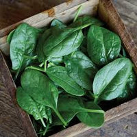 Tundra – Organic Spinach Seed