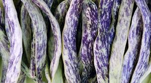 Meraviglia del Piemonte – Bean Seed