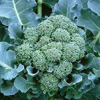 Broccoli- Di Ciccio
