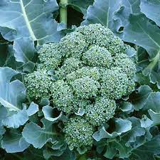 Broccoli- Di Ciccio