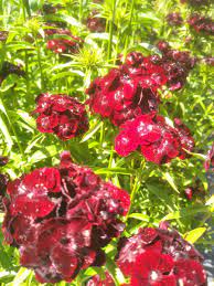 Sweet Black Cherry – Dianthus Seed