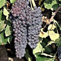 Black Corinth (Zante Currant) Grape Fruit Seeds for Planting - Sweet and Tangy Vine-Grown Grapes