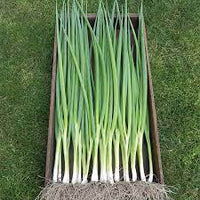 Bunching Onion- Winter Ishikura