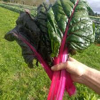 Magenta Sunset – Swiss Chard Seed