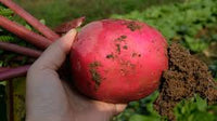Hirosaki Red – Turnip Seed