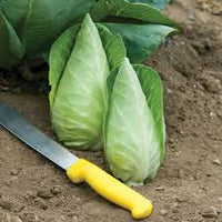 Caraflex – Cabbage Seed
