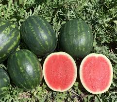 Cracker Jack – Organic Watermelon Seed