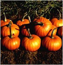 Pumpkin Almond Baby Bear F1 Organic Vegetable Seeds for Planting