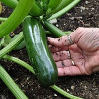 Green Machine – Organic Zucchini Squash Seed