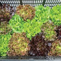 Prismatic Mini Head Mix – Pelleted Lettuce Seed